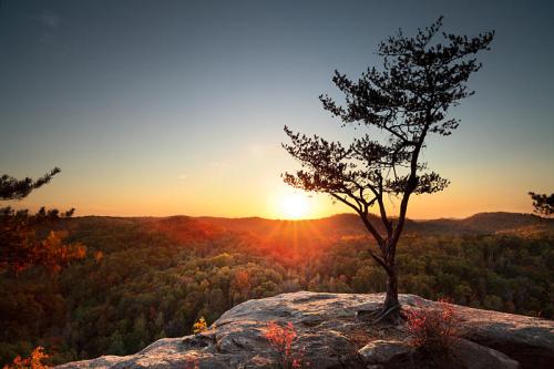 A solitary tree on a rocky ledge overlooks a vibrant sunset over a forested landscape.