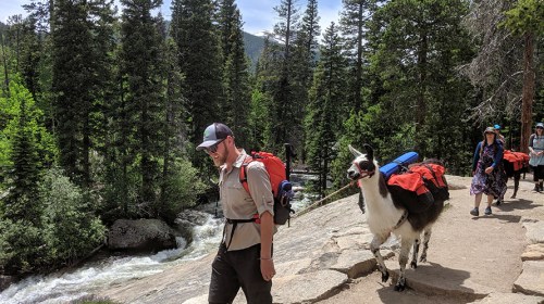 A hiker walks along a trail with a llama carrying gear, surrounded by trees and a river in the background.