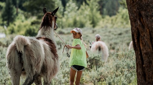A child in a bright shirt leads a llama through a grassy field, surrounded by trees and other llamas in the background.
