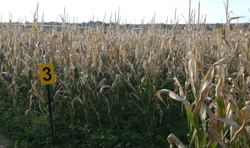 A field of tall, dry corn plants with a yellow sign marked "3" in the foreground.