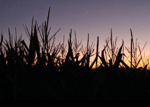 Silhouette of corn plants against a colorful sunset sky.