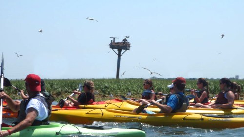 A group of people kayaking on a sunny day, with a birdhouse on a post in the background and birds flying overhead.