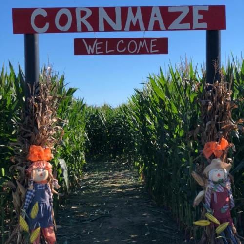 A corn maze entrance with a "Welcome" sign and scarecrow decorations on either side, surrounded by tall corn plants.