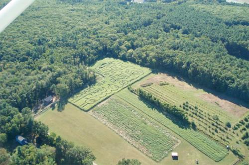 Aerial view of a large corn maze surrounded by lush green trees and fields.