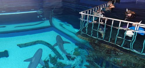 Two dolphins swim in a clear pool while people observe from behind a railing above the water.