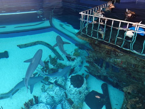 A view of an aquarium tank with several sharks swimming near a rocky bottom and a railing above.