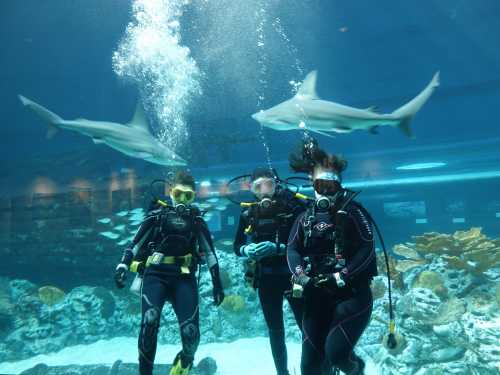 Three divers in wetsuits explore an aquarium, with sharks swimming above them in a vibrant underwater scene.