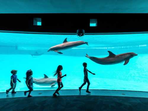 Children walk past a large aquarium, observing dolphins swimming gracefully in the water.