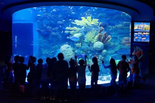 A group of children gazes at a large aquarium filled with colorful fish and coral.