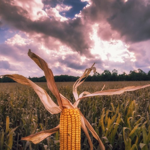 Close-up of an ear of corn in a field, with a dramatic sky and clouds in the background.