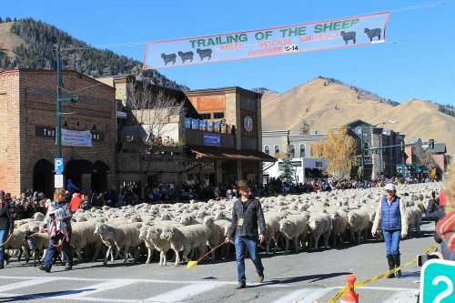 A large flock of sheep crosses a street during the Trailing of the Sheep festival, with a crowd and mountains in the background.