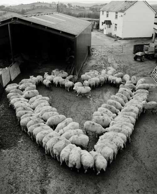 A flock of sheep arranged in a heart shape in a farmyard, with a barn and house in the background.