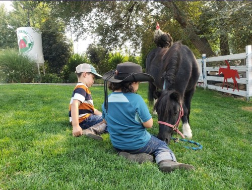 Two children sit on the grass beside a pony, with a chicken perched on the pony's back in a farm setting.
