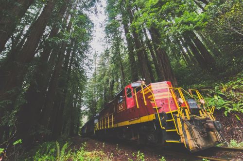 A red and yellow train travels through a lush forest of tall redwood trees.