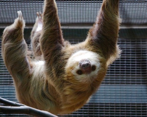 A sloth hanging upside down from a branch, with a soft expression and fur in shades of brown and cream.