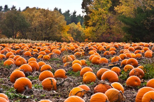 A vast pumpkin patch filled with bright orange pumpkins surrounded by trees in autumn colors.