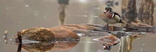A wood duck stands on a log in calm water, surrounded by reflections and soft natural scenery.