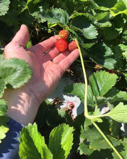 A hand holding three ripe strawberries among green leaves in a garden.