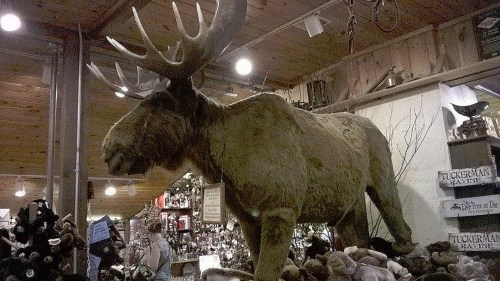 A large taxidermy moose stands in a rustic shop filled with various stuffed animals and souvenirs.