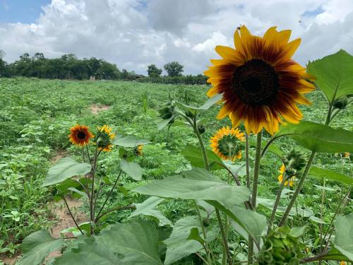 A vibrant sunflower stands tall in a lush green field, with more sunflowers and clouds in the background.