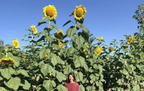 A woman stands among tall sunflowers under a clear blue sky, surrounded by vibrant yellow blooms.