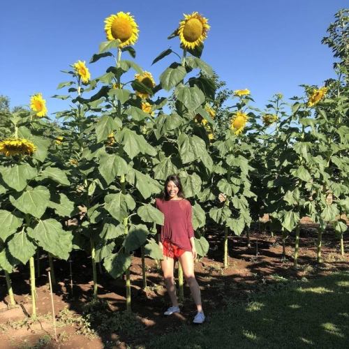 A person stands among tall sunflowers under a clear blue sky, wearing a red top and shorts.
