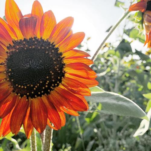 A vibrant sunflower with orange petals and a dark center, surrounded by green leaves and a bright sky.
