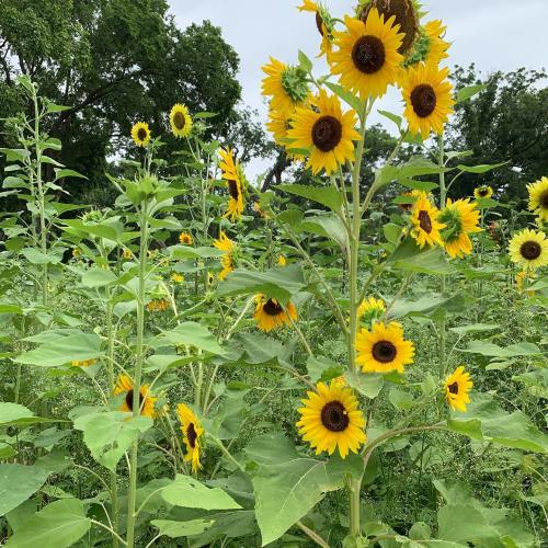 A vibrant field of sunflowers, tall and bright, surrounded by lush green foliage under a clear sky.
