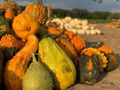 A colorful assortment of gourds and pumpkins in a field, with a backdrop of more pumpkins in the distance.