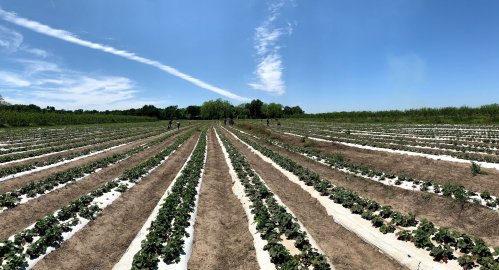A wide view of a strawberry field with rows of plants under a clear blue sky and a few people working in the distance.