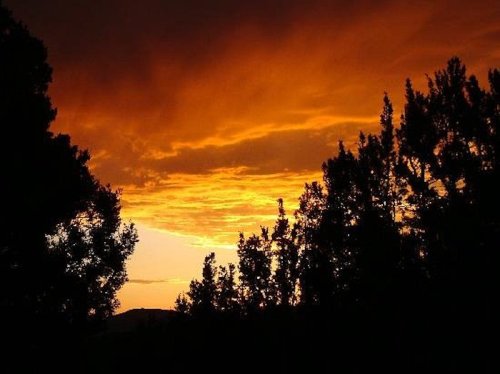 Silhouetted trees against a vibrant orange and yellow sunset sky.