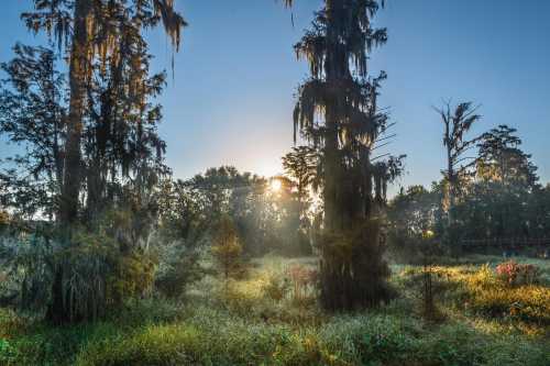 Sunrise over a misty landscape with tall trees draped in Spanish moss and vibrant greenery.