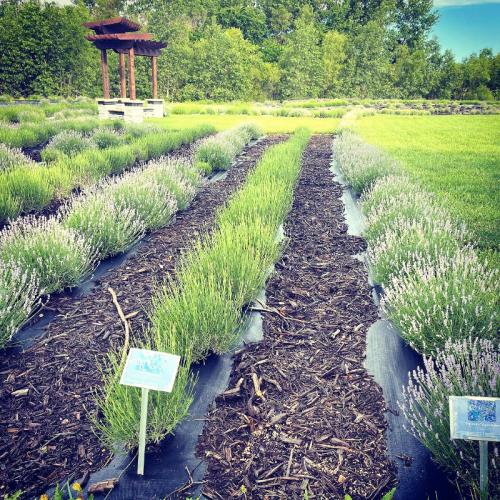 Rows of lavender plants in a garden, with a wooden pergola in the background and green trees lining the area.