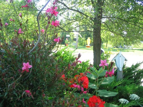 A vibrant garden with pink and red flowers, green foliage, and a glimpse of a pathway and trees in the background.