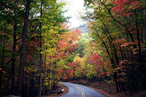 A winding road surrounded by vibrant autumn trees in shades of red, orange, and yellow.