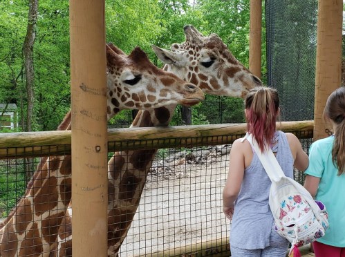 Two giraffes lean over a fence, interacting with two children at a zoo. Lush greenery surrounds the scene.