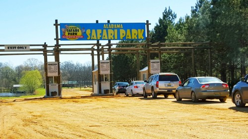 Entrance to Alabama Safari Park with cars lined up on a dirt road, surrounded by trees. Bright blue sign overhead.