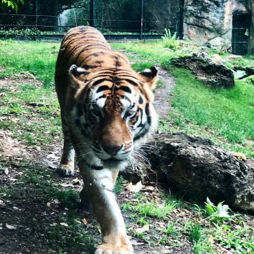 A close-up of a tiger walking on grass, with a rocky background and greenery around.