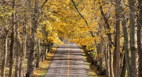 A serene road lined with trees, their leaves glowing in autumn hues of yellow and orange.