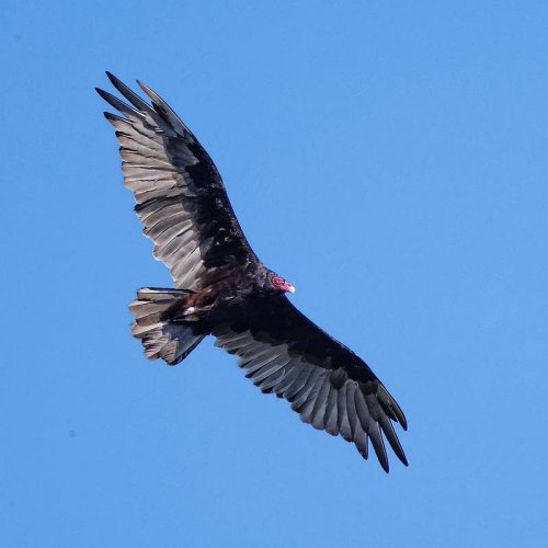 A turkey vulture soaring in a clear blue sky, showcasing its wide wingspan and distinctive dark feathers.