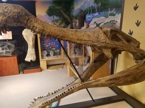 Fossilized dinosaur skull displayed in a museum, showcasing detailed teeth and jaw structure against a scenic backdrop.