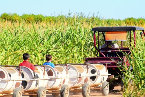 Two children sit in a cart pulled by a tractor, surrounded by tall corn plants on a sunny day.
