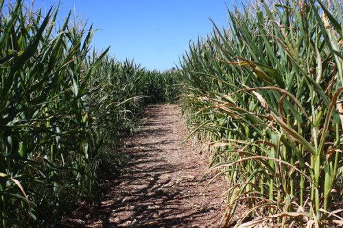 A narrow path through tall corn plants under a clear blue sky.