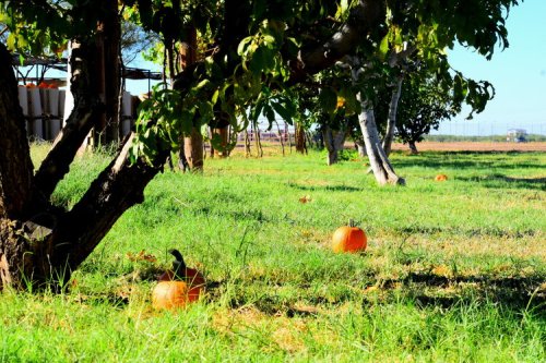 A sunny field with green grass and scattered pumpkins under trees, creating a peaceful autumn scene.