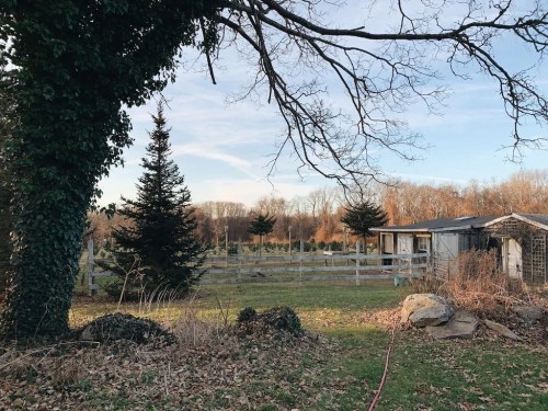 A serene landscape featuring a tree, a pine, and a rustic building surrounded by a grassy field and bare trees.