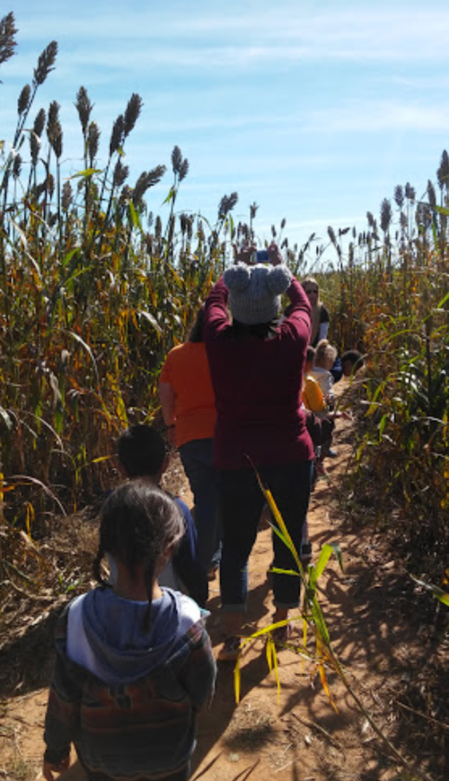 A group of children and adults walking along a path through tall corn stalks on a sunny day.