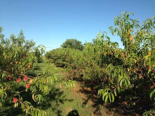 A sunny orchard filled with peach trees, some bearing ripe peaches, under a clear blue sky.