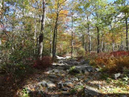 A rocky path through a forest with colorful autumn foliage and bright blue skies.