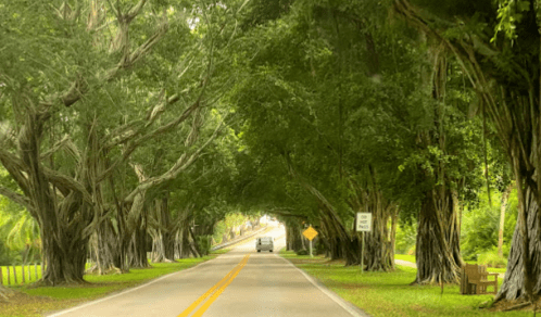 A scenic road lined with tall trees creating a natural canopy overhead, with a vehicle driving through.