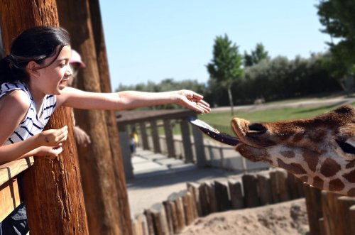 A girl reaches out to feed a giraffe at a zoo, smiling as the giraffe extends its tongue towards her hand.